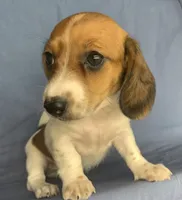 Petite Darling~~Chloe~!!!, a female Miniature Dachshund for sale in Sarcoxie, MO – 6 of 10
