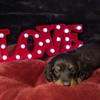 Valentino- CKC Long hair , a male Miniature Dachshund for sale in Deerfield Beach, FL – Photo 4 of 5