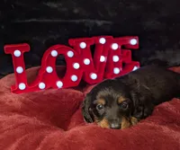 Valentino- CKC Long hair , a male Miniature Dachshund for sale in Deerfield Beach, FL – Photo 4 of 5