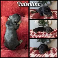Valentino- CKC Long hair , a male Miniature Dachshund for sale in Deerfield Beach, FL – Photo 5 of 5