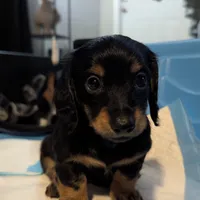 Valentino- CKC Long hair , a male Miniature Dachshund for sale in Deerfield Beach, FL – Photo 1 of 5