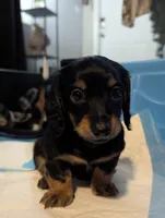 Valentino- CKC Long hair , a male Miniature Dachshund for sale in Deerfield Beach, FL – Photo 1 of 5