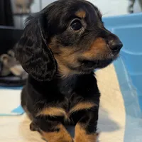 Valentino- CKC Long hair , a male Miniature Dachshund for sale in Deerfield Beach, FL – Photo 2 of 5