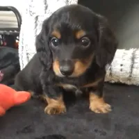 Valentino- CKC Long hair , a male Miniature Dachshund for sale in Deerfield Beach, FL – Photo 3 of 5