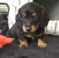 Valentino- CKC Long hair , a male Miniature Dachshund for sale in Deerfield Beach, FL – Photo 3 of 5