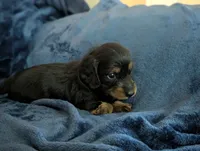 Bourbon CKC Male Long Haired Miniature Dachshund, a male Miniature Dachshund for sale in Pompano Beach, FL – 6 of 9