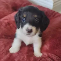 Cupid-CKC Long Haired, a male Miniature Dachshund for sale in Deerfield Beach, FL – Photo 6 of 8