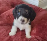 Cupid-CKC Long Haired, a male Miniature Dachshund for sale in Deerfield Beach, FL – Photo 6 of 8