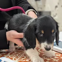 Cupid-CKC Long Haired, a male Miniature Dachshund for sale in Deerfield Beach, FL – Photo 2 of 8