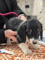 Cupid-CKC Long Haired, a male Miniature Dachshund for sale in Deerfield Beach, FL – Photo 2 of 8