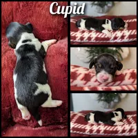 Cupid-CKC Long Haired, a male Miniature Dachshund for sale in Deerfield Beach, FL – Photo 8 of 8
