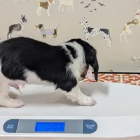 Cupid-CKC Long Haired, a male Miniature Dachshund for sale in Deerfield Beach, FL – Photo 3 of 8