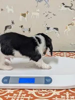 Cupid-CKC Long Haired, a male Miniature Dachshund for sale in Deerfield Beach, FL – Photo 3 of 8