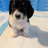 Cupid-CKC Long Haired, a male Miniature Dachshund for sale in Deerfield Beach, FL – Photo 4 of 8