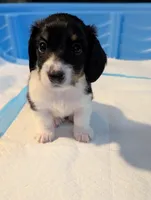 Cupid-CKC Long Haired, a male Miniature Dachshund for sale in Deerfield Beach, FL – Photo 4 of 8