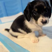 Cupid-CKC Long Haired, a male Miniature Dachshund for sale in Deerfield Beach, FL – Photo 5 of 8