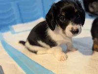 Cupid-CKC Long Haired, a male Miniature Dachshund for sale in Deerfield Beach, FL – Photo 5 of 8