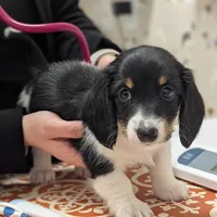 Cupid-CKC Long Haired, a male Miniature Dachshund for sale in Deerfield Beach, FL – Photo 1 of 8