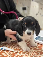 Cupid-CKC Long Haired, a male Miniature Dachshund for sale in Deerfield Beach, FL – Photo 1 of 8