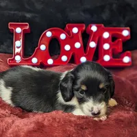 Cupid-CKC Long Haired, a male Miniature Dachshund for sale in Deerfield Beach, FL – Photo 7 of 8