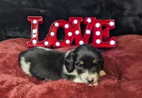 Cupid-CKC Long Haired, a male Miniature Dachshund for sale in Deerfield Beach, FL – Photo 7 of 8