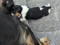 Whiskey CKC Male Long Haired Miniature Dachshund, a male Miniature Dachshund for sale in Pompano Beach, FL – 4 of 4