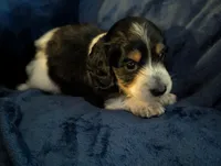 Whiskey CKC Male Long Haired Miniature Dachshund, a male Miniature Dachshund for sale in Pompano Beach, FL – 9 of 10