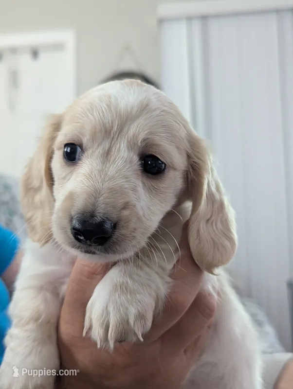 Scotch CKC Long Haired Miniature Dachshund  – Miniature Dachshund puppy on hold in Pompano Beach, FL
