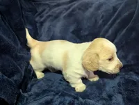 Scotch CKC Long Haired Miniature Dachshund , a male Miniature Dachshund for sale in Pompano Beach, FL – 5 of 9