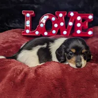 Pending -Romeo- CKC, a male Miniature Dachshund for sale in Deerfield Beach, FL – Photo 6 of 7