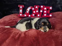Pending -Romeo- CKC, a male Miniature Dachshund for sale in Deerfield Beach, FL – Photo 6 of 7