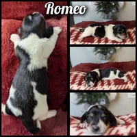 Pending -Romeo- CKC, a male Miniature Dachshund for sale in Deerfield Beach, FL – Photo 7 of 7