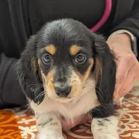 Pending -Romeo- CKC, a male Miniature Dachshund for sale in Deerfield Beach, FL – Photo 1 of 7