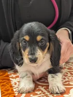 Pending -Romeo- CKC, a male Miniature Dachshund for sale in Deerfield Beach, FL – Photo 1 of 7