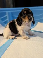 Pending -Romeo- CKC, a male Miniature Dachshund for sale in Deerfield Beach, FL – Photo 3 of 7