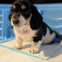 Pending -Romeo- CKC, a male Miniature Dachshund for sale in Deerfield Beach, FL – Photo 4 of 7