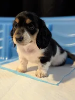 Pending -Romeo- CKC, a male Miniature Dachshund for sale in Deerfield Beach, FL – Photo 4 of 7