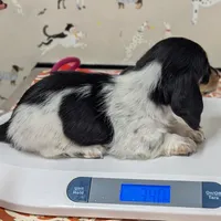 Pending -Romeo- CKC, a male Miniature Dachshund for sale in Deerfield Beach, FL – Photo 2 of 7