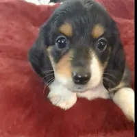 Pending -Romeo- CKC, a male Miniature Dachshund for sale in Deerfield Beach, FL – Photo 5 of 7