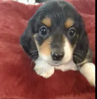 Pending -Romeo- CKC, a male Miniature Dachshund for sale in Deerfield Beach, FL – Photo 5 of 7