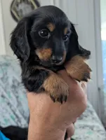 Bourbon CKC Male Long Haired Miniature Dachshund, a male Miniature Dachshund for sale in Pompano Beach, FL – 2 of 9