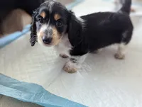 Whiskey CKC Male Long Haired Miniature Dachshund, a male Miniature Dachshund for sale in Pompano Beach, FL – 6 of 10