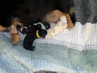 Scotch CKC Long Haired Miniature Dachshund , a male Miniature Dachshund for sale in Pompano Beach, FL – 3 of 3