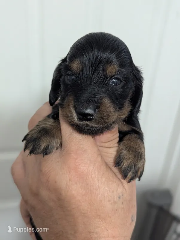Bourbon CKC Male Long Haired Miniature Dachshund – Miniature Dachshund puppy for sale in Pompano Beach, FL