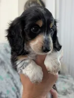 Whiskey CKC Male Long Haired Miniature Dachshund, a male Miniature Dachshund for sale in Pompano Beach, FL – 5 of 10