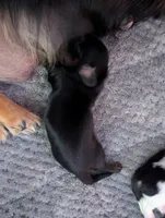 Bourbon CKC Male Long Haired Miniature Dachshund, a male Miniature Dachshund for sale in Pompano Beach, FL – 3 of 4