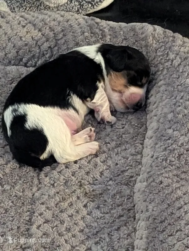 Whiskey CKC Male Long Haired Miniature Dachshund – Miniature Dachshund puppy for sale in Pompano Beach, FL