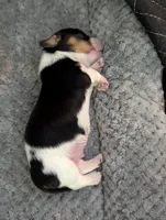 Whiskey CKC Male Long Haired Miniature Dachshund, a male Miniature Dachshund for sale in Pompano Beach, FL – 3 of 4