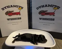 Bourbon CKC Male Long Haired Miniature Dachshund, a male Miniature Dachshund for sale in Pompano Beach, FL – 2 of 4