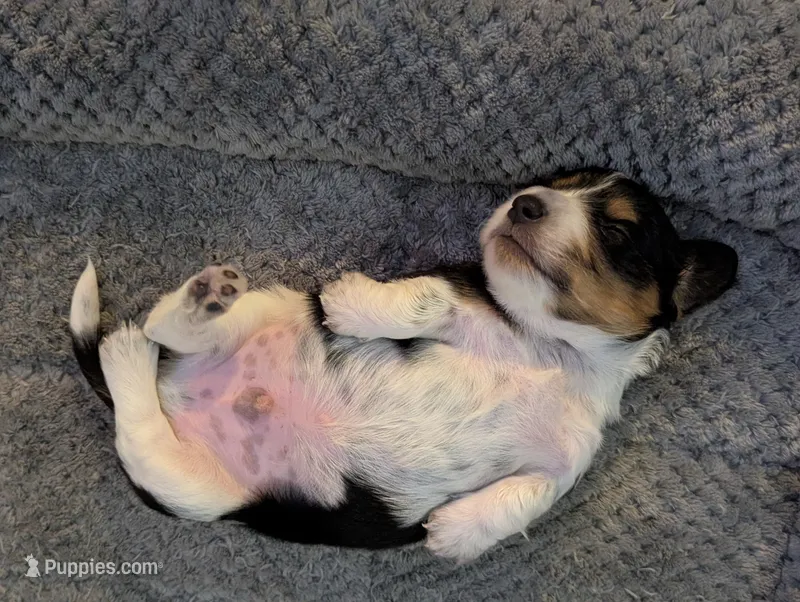 Whiskey CKC Male Long Haired Miniature Dachshund – Miniature Dachshund puppy for sale in Pompano Beach, FL
